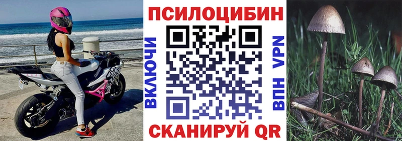 Галлюциногенные грибы Psilocybe  где найти   Калининск 